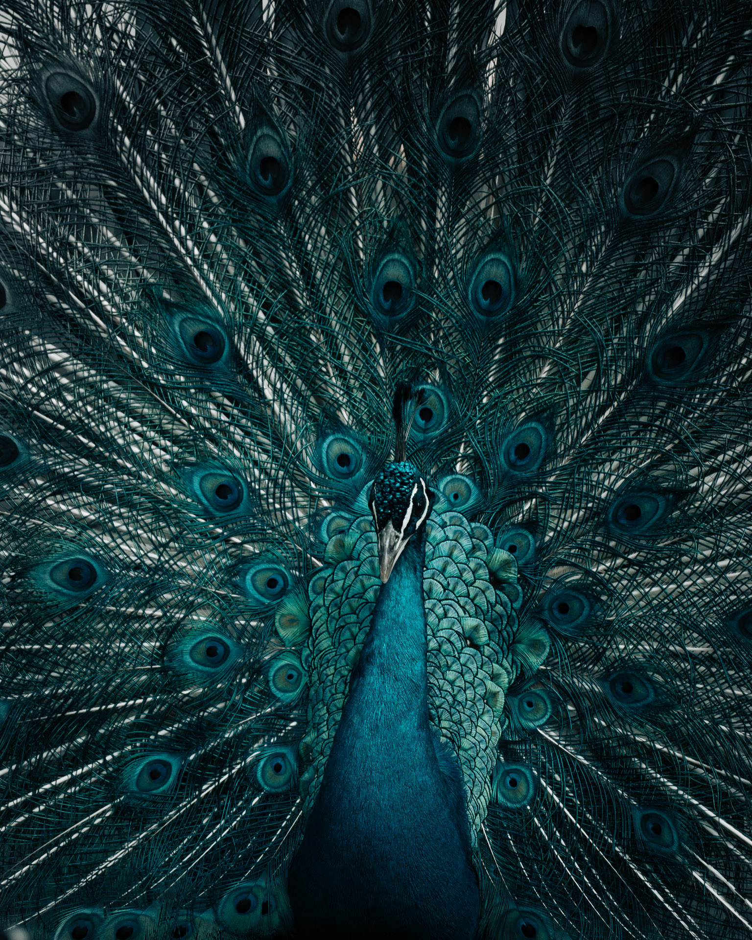 Pfau